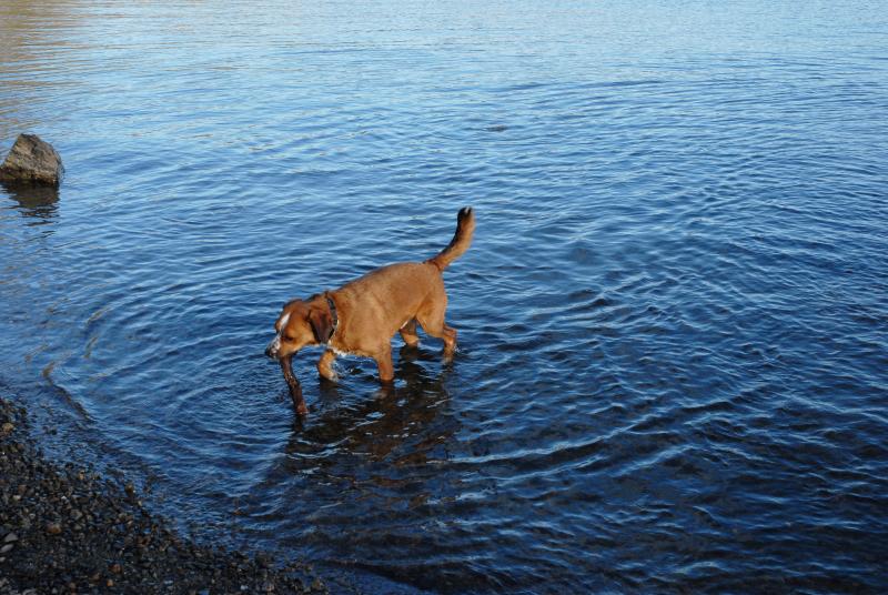 Слаб летен сезон сви печалбата на “Албена”