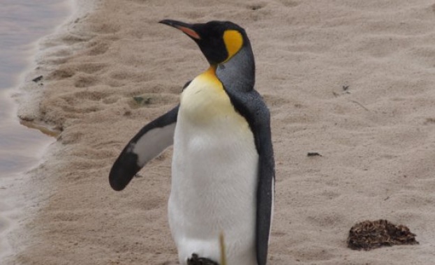 Пингвинът Веселите крачета е още по-близо до дома си