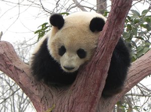 BBC включи панда класацията за лице на годината