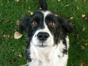 Работодатели стимулират служителите си със застраховки за кучета